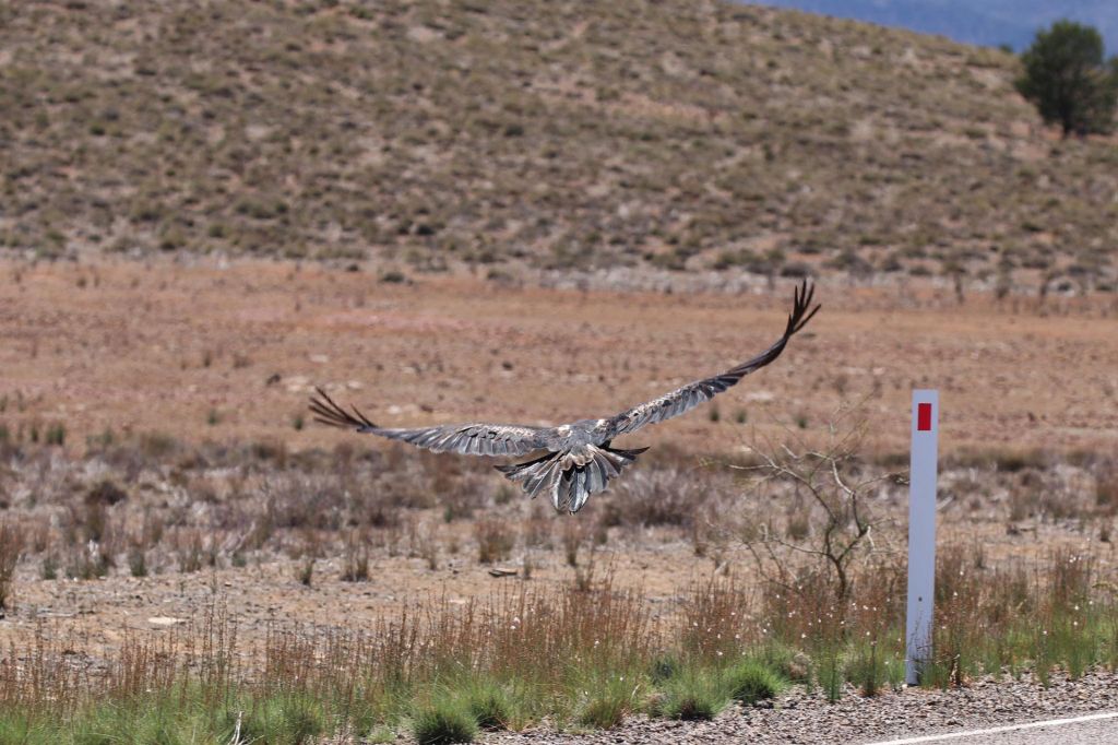 Wedge Tail Eagle Flinders Ranges Wildlife