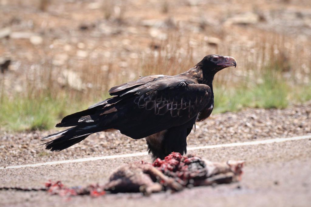 Bird of Prey Wedge Tail Eagle Flinders