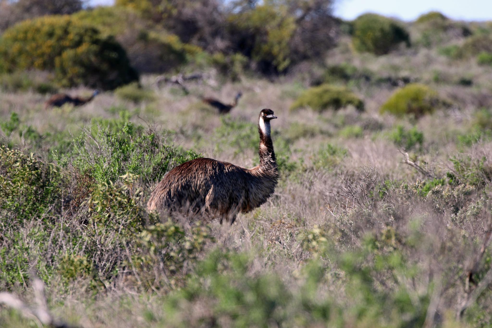 Shark Bay Emu Wildlife Tamala Station
