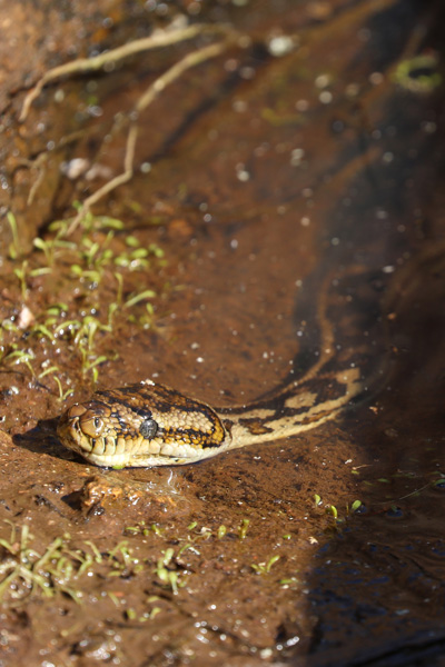 Python Snake in Gnamma Hole Holland Track